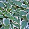 Patriot Hosta 1 Patriot Hosta -RootedLife Shop Patriot Hosta BB 600x600 b2ca27f5 7a7d 4555 8554 11f636c32589