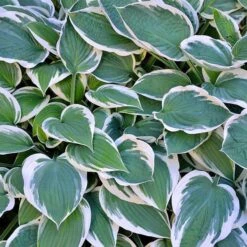 Patriot Hosta