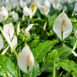 Peace Lily 16 Peace Lily -RootedLife Shop Peace Lily 2 BB