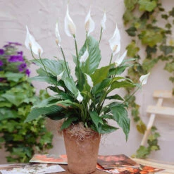 Peace Lily 15 Peace Lily -RootedLife Shop Peace Lily 3