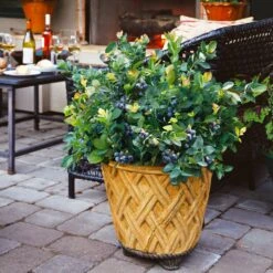 Bushel And Berry® Blueberry Peach Sorbet Plant -RootedLife Shop Peach Sorbet BLueberry 3 BB