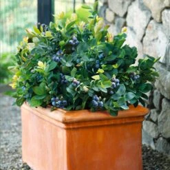 Bushel And Berry® Blueberry Peach Sorbet Plant -RootedLife Shop Peach Sorbet BLueberry 6 BB