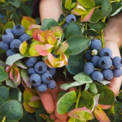 Bushel And Berry® Blueberry Peach Sorbet Plant -RootedLife Shop Peach Sorbet BLueberry 7