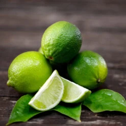 Persian 'Bearss' Lime Bush -RootedLife Shop Persian Lime Bush 2 BB