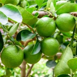 Persian 'Bearss' Lime Tree -RootedLife Shop Persian Lime Tree 5 FGT