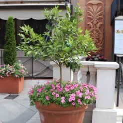 Persian 'Bearss' Lime Tree -RootedLife Shop Persian Lime Tree 7 BB