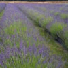 Phenomenal Lavender Plant 2 Phenomenal Lavender Plant -RootedLife Shop Phenomenal Lavender BB 600x600 b2f6b0e0 b6f3 498f 8ae4 ef49bcaf0078