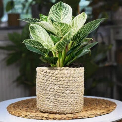 Birkin Philodendron Plant