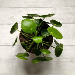 Pilea Peperomioides (Pancake Plant) 10 Pilea Peperomioides (Pancake Plant) -RootedLife Shop Pilea Pancake Plant 2 BB