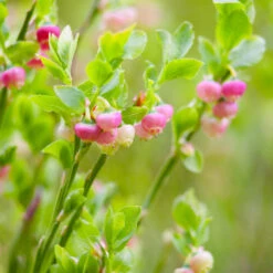 Pink Lemonade Blueberry Plant 9 Pink Lemonade Blueberry Plant -RootedLife Shop Pin Lemonade Blueberry 3