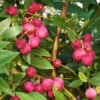 Pink Lemonade Blueberry Plant -RootedLife Shop Pin Lemonade Blueberry BB 600x600 a3eadc65 f738 4c71 af58 1ba4e79cdb6b