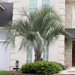 Front Page -RootedLife Shop Pindo Palm 4 BB