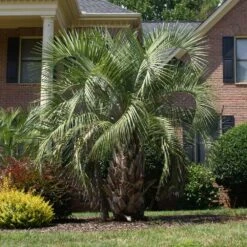 Pindo Palm Tree -RootedLife Shop Pindo Palm 6 BB