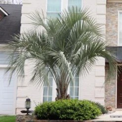 Front Page 35 Pindo Palm Tree