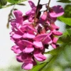 Pink Wisteria Vine 1 Pink Wisteria Vine -RootedLife Shop Pink Wisteria Vine 220
