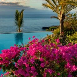 Pink Pixie Bougainvillea -RootedLife Shop Pixie Pink BOugainvillea BB 4