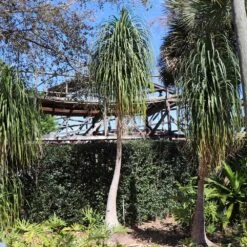 Ponytail Palm Tree 11 Ponytail Palm Tree -RootedLife Shop Ponytail Palm 6