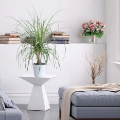 Ponytail Palm Tree 10 Ponytail Palm Tree -RootedLife Shop Ponytail Palm BB 600x600 68427662 d37a 45d3 8e21 8f0bfb090aa4