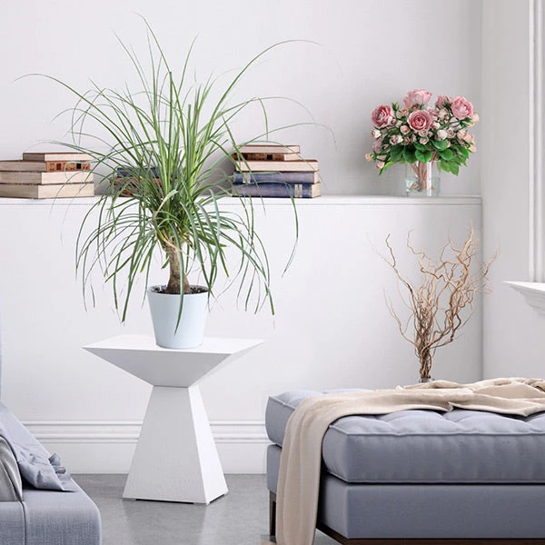 Ponytail Palm Tree 5 Ponytail Palm Tree - Image 3