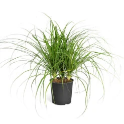 Ponytail Palm Tree 13 Ponytail Palm Tree -RootedLife Shop Ponytail Palm standard pot