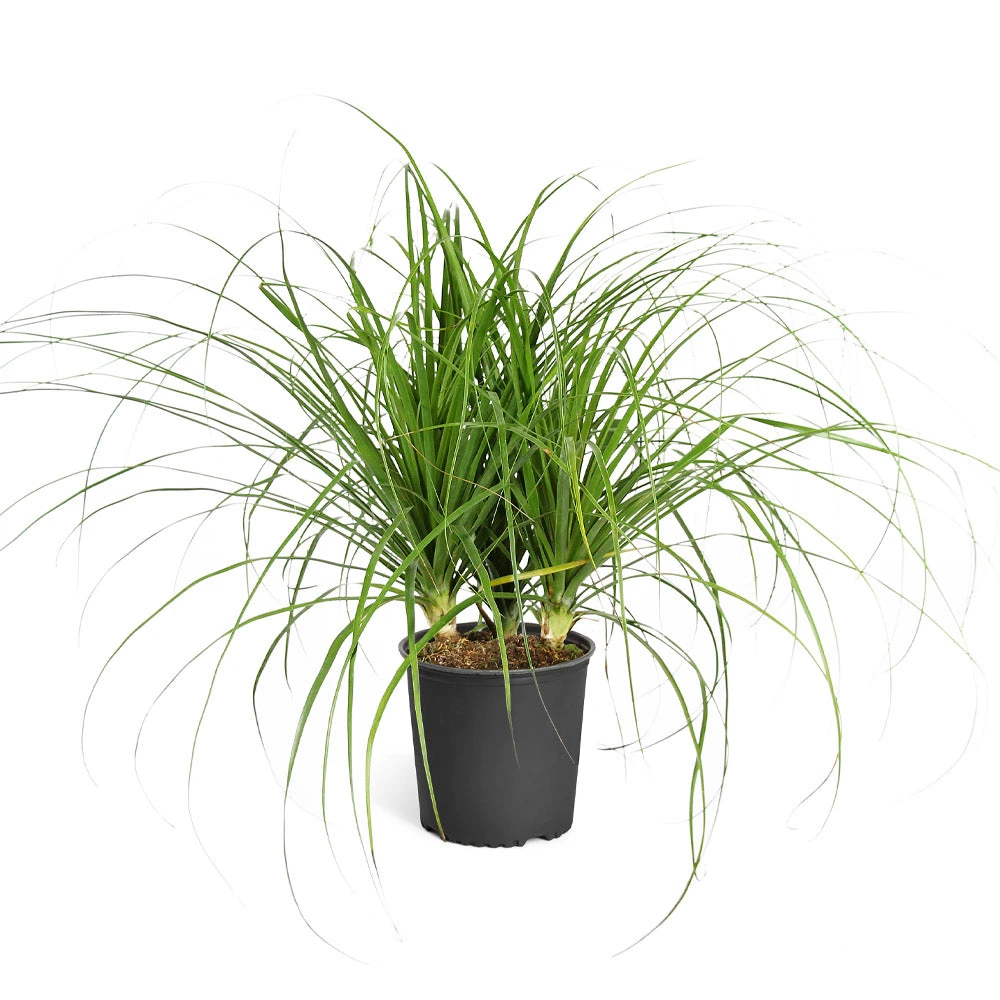 Ponytail Palm Tree 8 Ponytail Palm Tree - Image 6