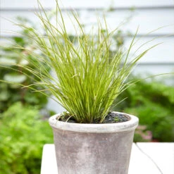 Prairie Fire Sedge -RootedLife Shop Prarie Fire Sedge 3