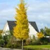 Princeton Sentry™ Columnar Ginkgo -RootedLife Shop Princeton Sentry Ginkgo Tree 600x600 a1758079 a86e 421a 9da5 a8fd255632c3