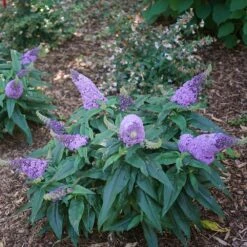 Pugster® Amethyst Butterfly Bush -RootedLife Shop Pugster Amethyst Butterfly Bush 1