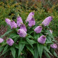 Pugster® Amethyst Butterfly Bush -RootedLife Shop Pugster Amethyst Butterfly Bush 2