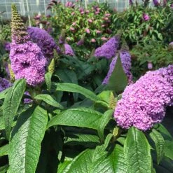 Pugster® Amethyst Butterfly Bush -RootedLife Shop Pugster Amethyst Butterfly Bush 3