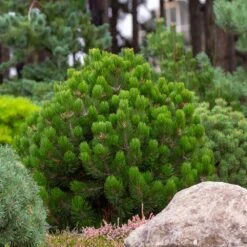 Dwarf Mugo Pine -RootedLife Shop Pumilio Mugo Pine 6 BB