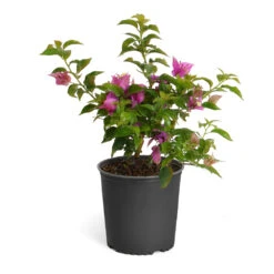 New River Bougainvillea -RootedLife Shop Purple Bougainvillea 6inch