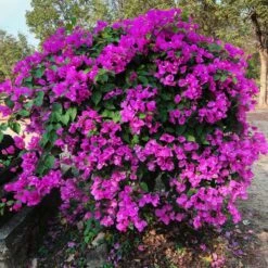 New River Bougainvillea -RootedLife Shop Purple Bougainvillea New River 11