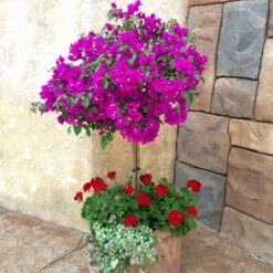 New River Bougainvillea -RootedLife Shop Purple Bougainvillea New River 1 FGT