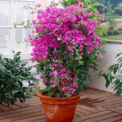 New River Bougainvillea -RootedLife Shop Purple Bougainvillea New River 2