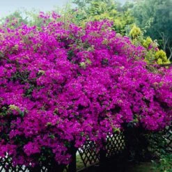New River Bougainvillea -RootedLife Shop Purple Bougainvillea New River 4 BB