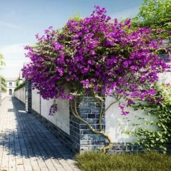 New River Bougainvillea -RootedLife Shop Purple Bougainvillea New River 9