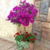 New River Bougainvillea Tree 2 New River Bougainvillea Tree -RootedLife Shop Purple Bougainvillea New River Tree BB 600x600 0c9a51f6 c729 415e 9e80 0ea6c0e16d9d