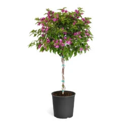 New River Bougainvillea -RootedLife Shop Purple Bougainvillea Tree