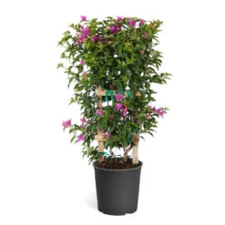 New River Bougainvillea -RootedLife Shop Purple Bougainvillea Trelis