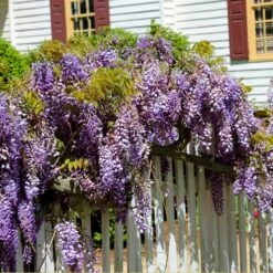 Purple Wisteria Vine 9 Purple Wisteria Vine -RootedLife Shop Purple Chinese Wisteria 2