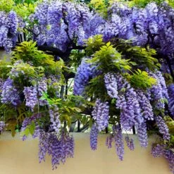 Purple Wisteria Vine 11 Purple Wisteria Vine -RootedLife Shop Purple Chinese Wisteria 3