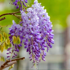 Purple Wisteria Vine 10 Purple Wisteria Vine -RootedLife Shop Purple Chinese Wisteria 4