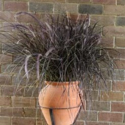 Purple Fountain Grass 11 Purple Fountain Grass -RootedLife Shop Purple Fountain Grass 1