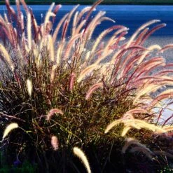 Purple Fountain Grass 12 Purple Fountain Grass -RootedLife Shop Purple Fountain Grass 2