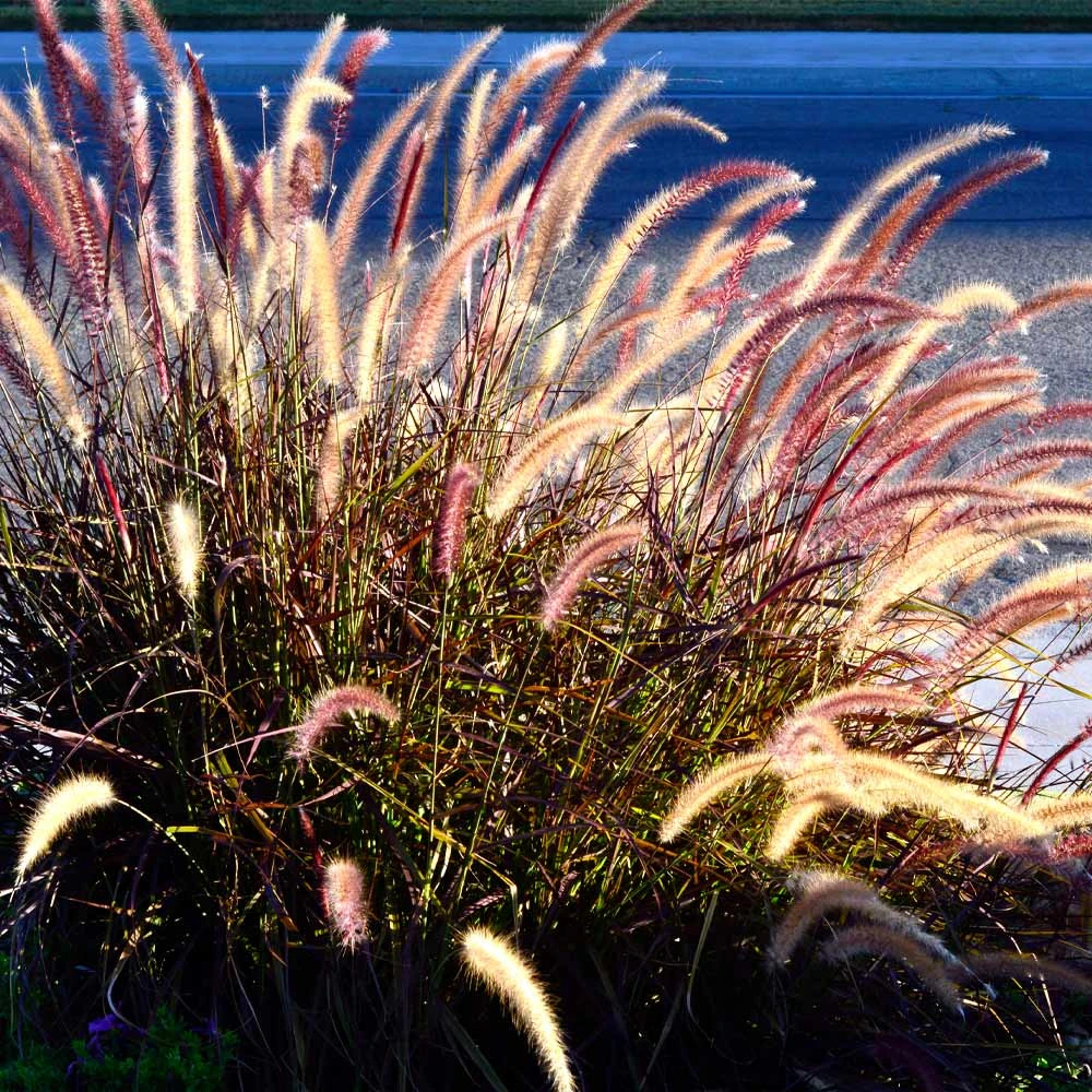 Purple Fountain Grass 7 Purple Fountain Grass - Image 5