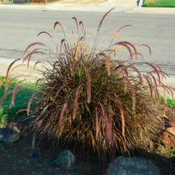 Purple Fountain Grass 10 Purple Fountain Grass -RootedLife Shop Purple Fountain Grass 3 BB