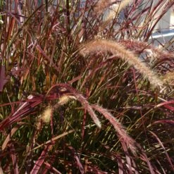 Purple Fountain Grass 13 Purple Fountain Grass -RootedLife Shop Purple Fountain Grass 5
