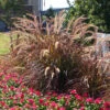 Purple Fountain Grass 1 Purple Fountain Grass -RootedLife Shop Purple Fountain Grass BB 600x600jpg