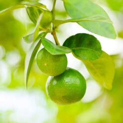 Key Lime Bush